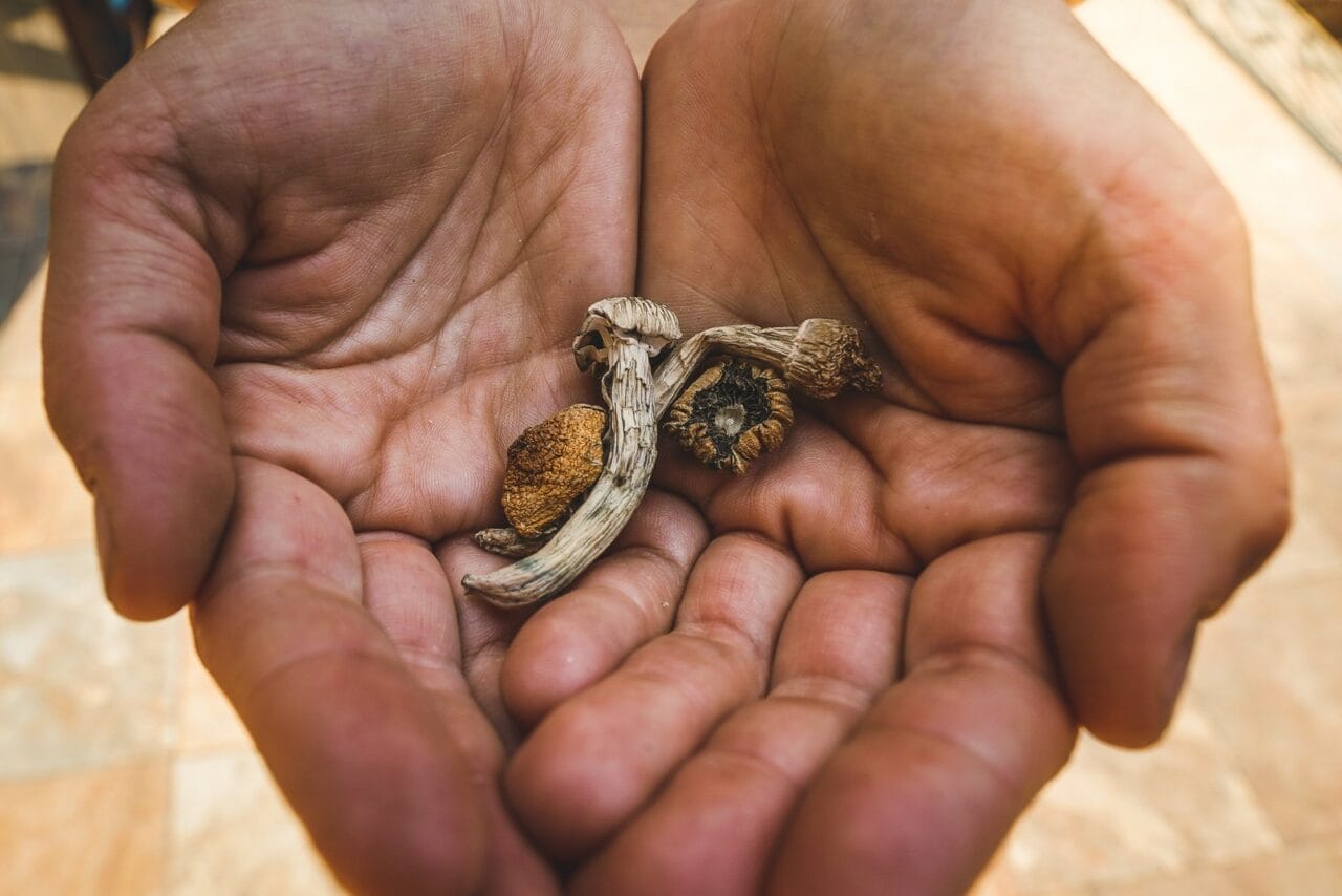 Comparing Dried Shrooms and Other Psychedelics: A Detailed Analysis