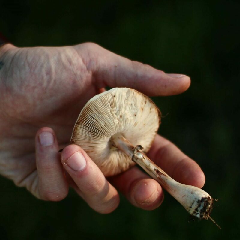 Shrooms | Strongest Cubensis Strain Canada
