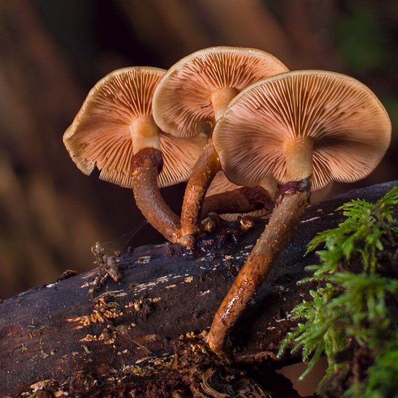 alacabenzi strain | Strongest Cubensis Strain Canada
