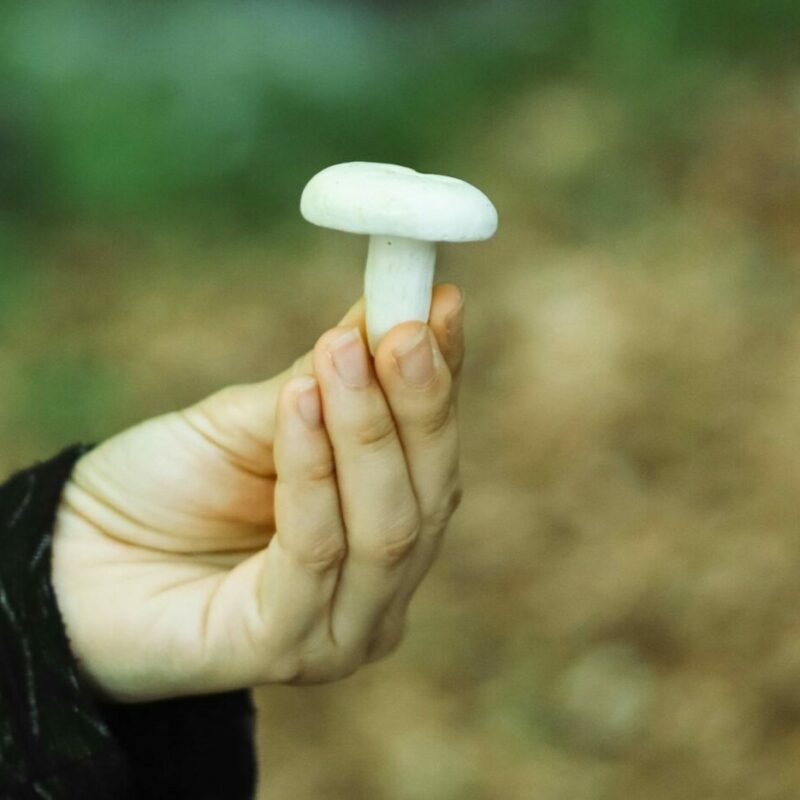 shrooms online in Canada | Strongest Cubensis Strain Canada
