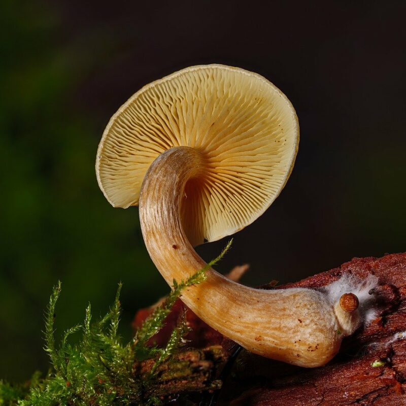 Alacabenzi Strain | Strongest Cubensis Strain Canada