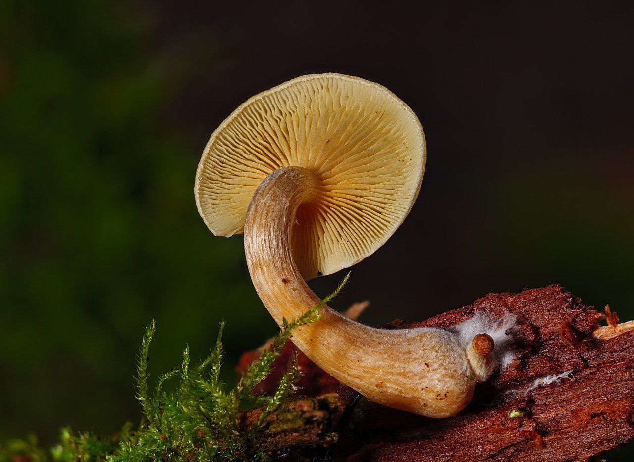 Comprehensive Guide to Alacabenzi Strain – Essential Knowledge for Users Prior to Their Initial Dose
