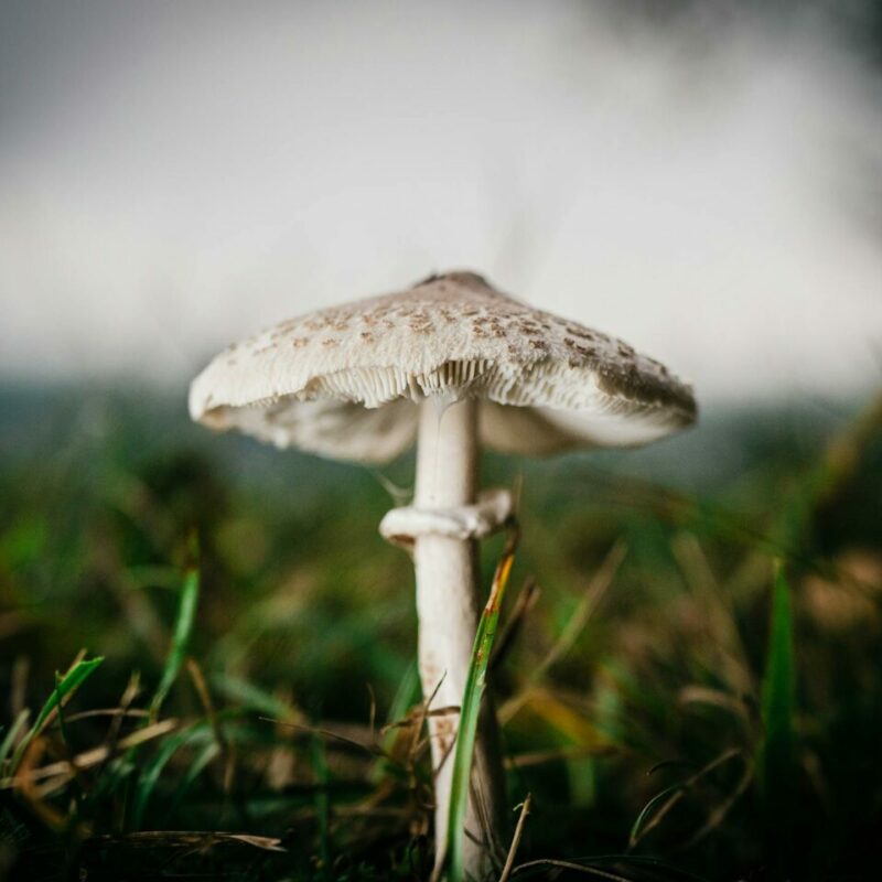 White Monster | Strongest Cubensis Strain Canada