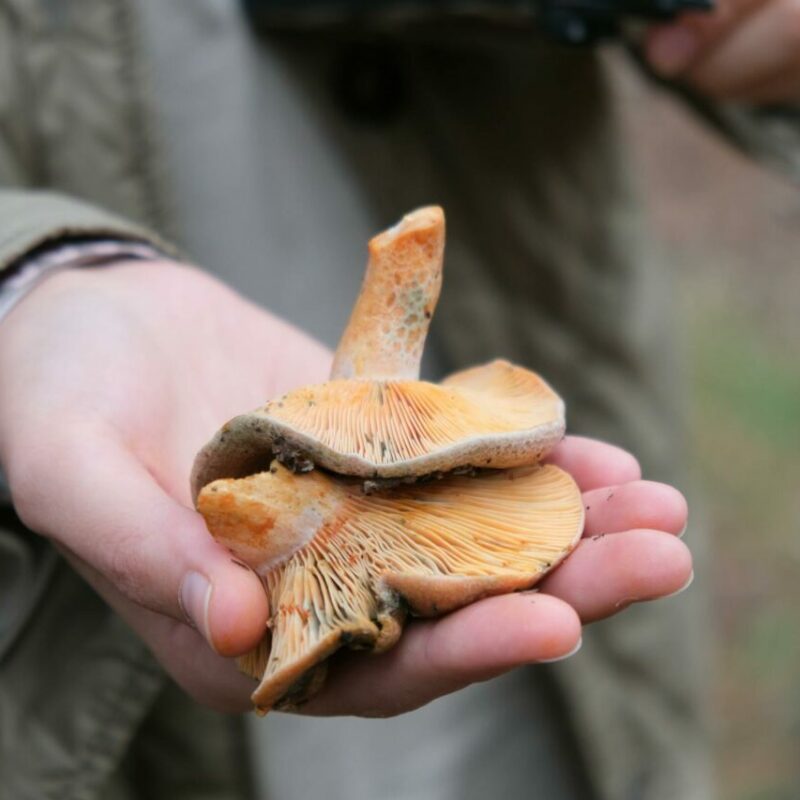 Apex Strain | Strongest Cubensis Strain Canada
