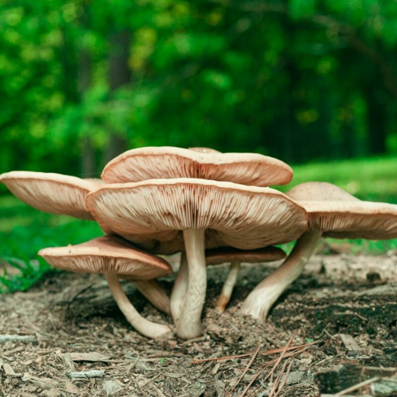 Big Daddy Mushroom | Strongest Cubensis Strain Canada