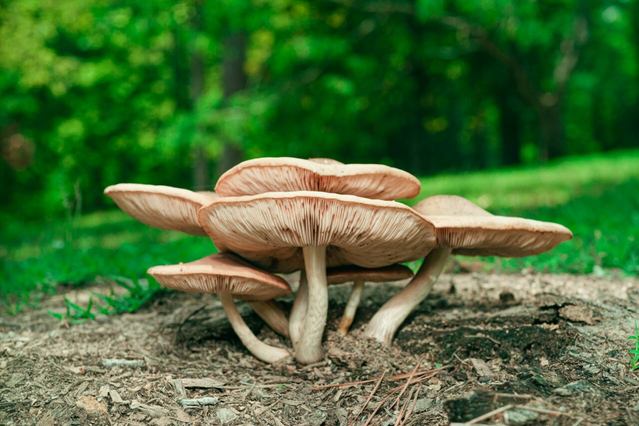 Experienced the Big Daddy Mushroom during a Hike—A Solid 10/10 and Highly Recommended for a Repeat