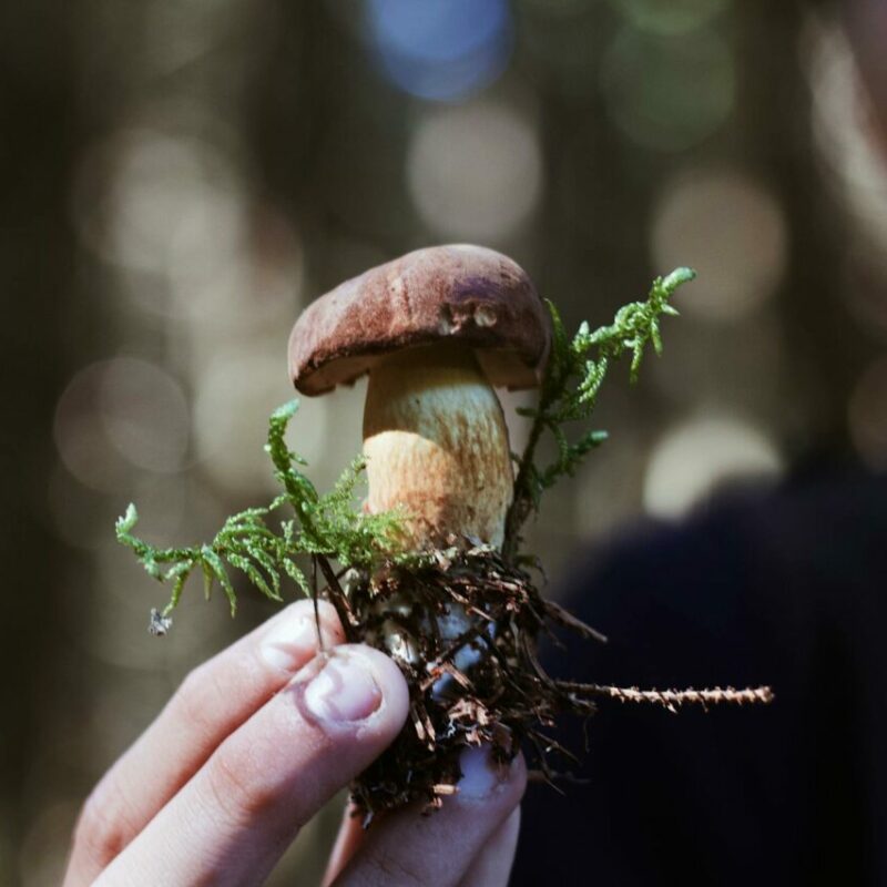 Buy Shrooms | Strongest Cubensis Strain Canada