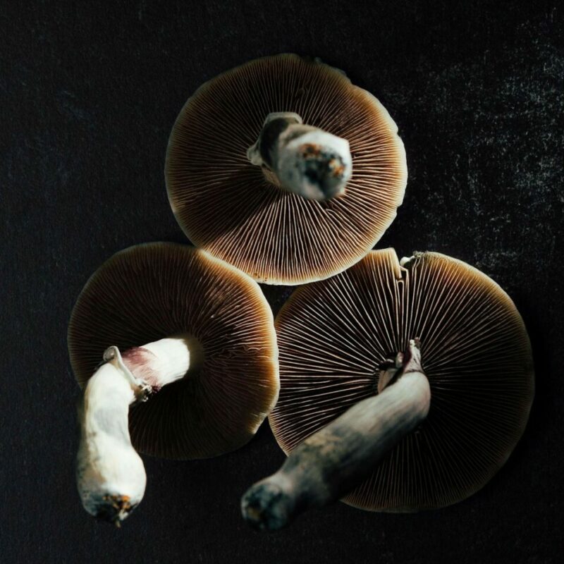 Magic Mushroom Canada | Strongest Cubensis Strain Canada