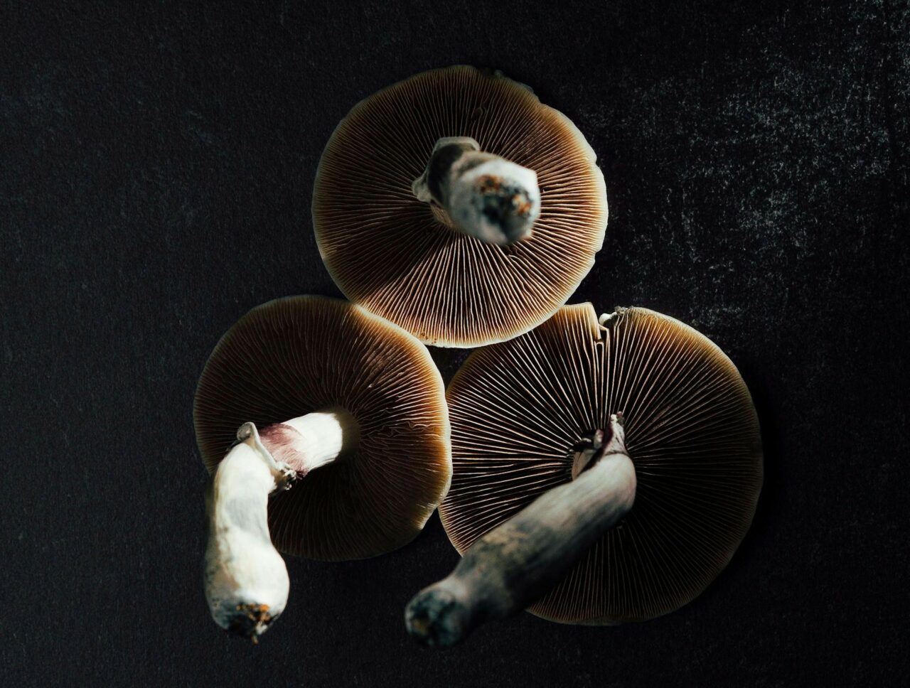 Experts in Canada’s Magic Mushroom Field Explain Why Natural Psilocybin Has a Stronger Impact Than Its Lab-Produced Counterpart