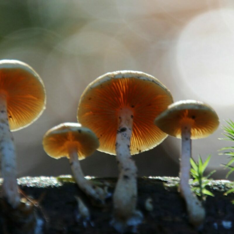 Magic Mushroom Delivery | Strongest Cubensis Strain Canada