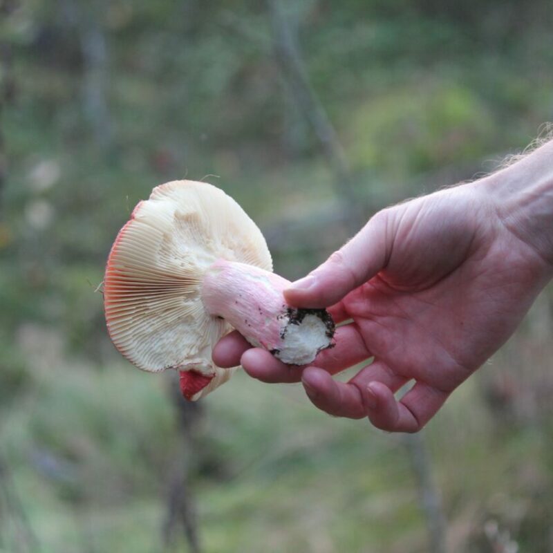 Magic Mushroom Delivery | Strongest Cubensis Strain Canada