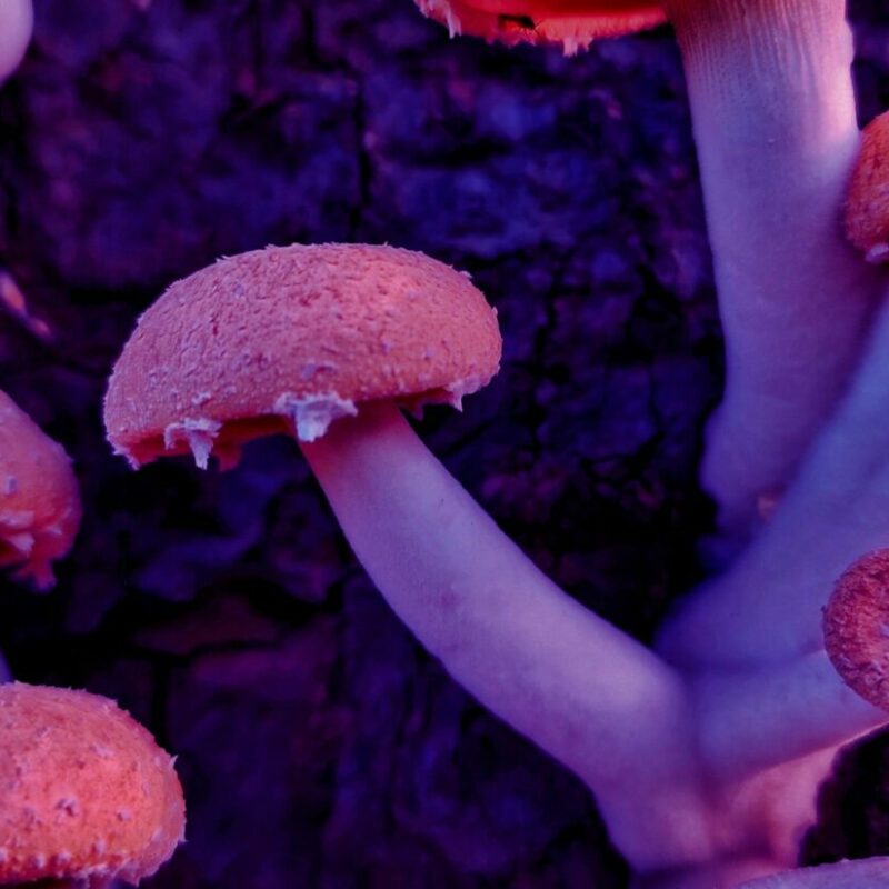 Mushroom Dispensary | Strongest Cubensis Strain Canada