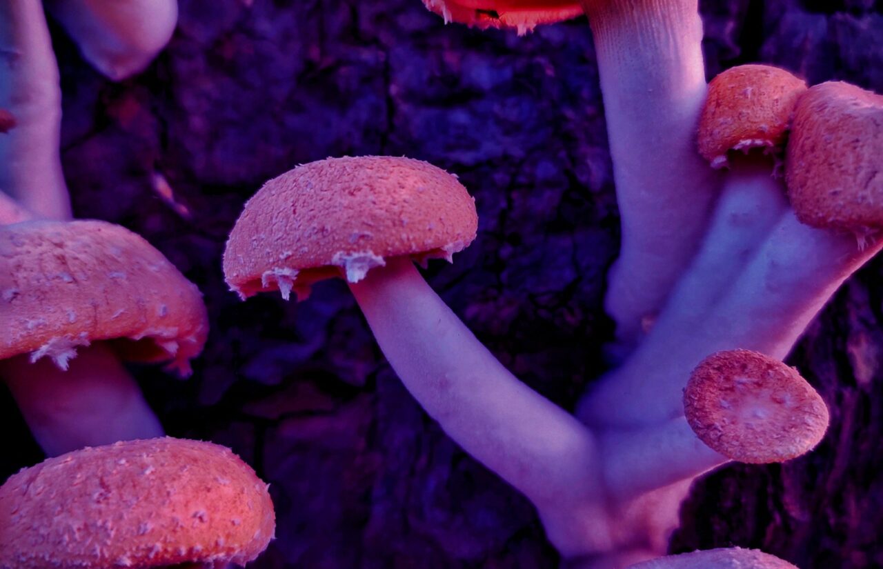 The Potential of Psilocybin from Mushroom Dispensaries to Transform Minds Struggling with HIV-Related Stigma