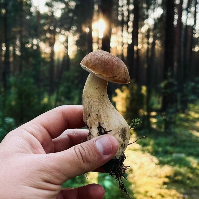 Shrooms Delivery Canada | Strongest Cubensis Strain Canada