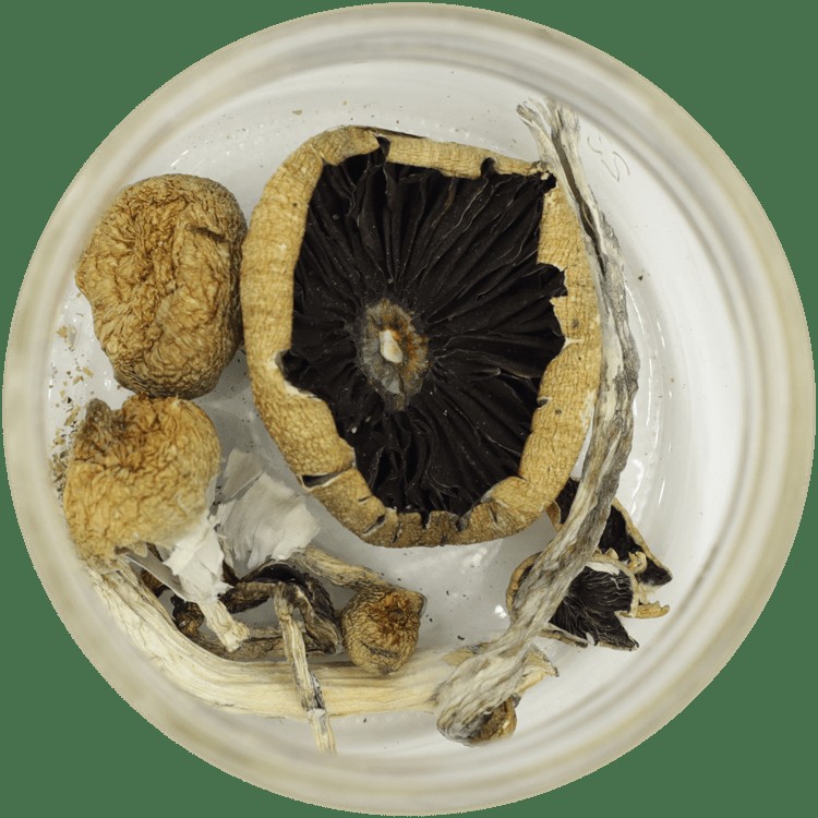  | Strongest Cubensis Strain Canada