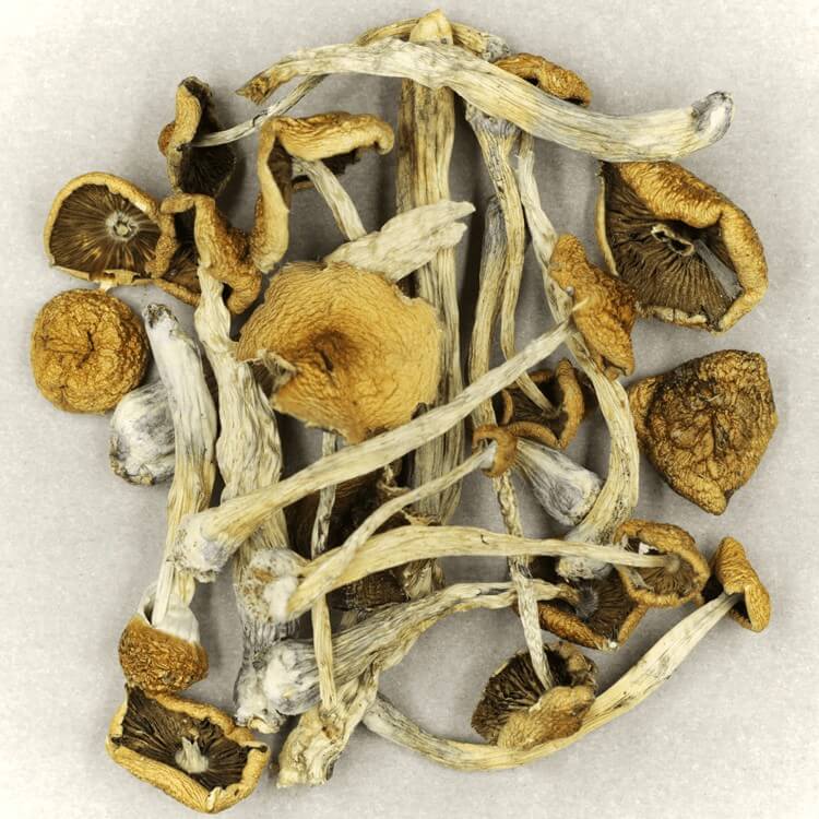 | Strongest Cubensis Strain Canada