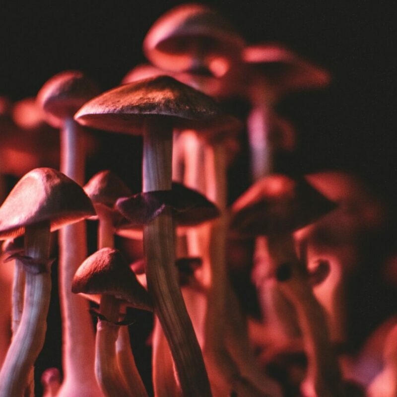  | Strongest Cubensis Strain Canada