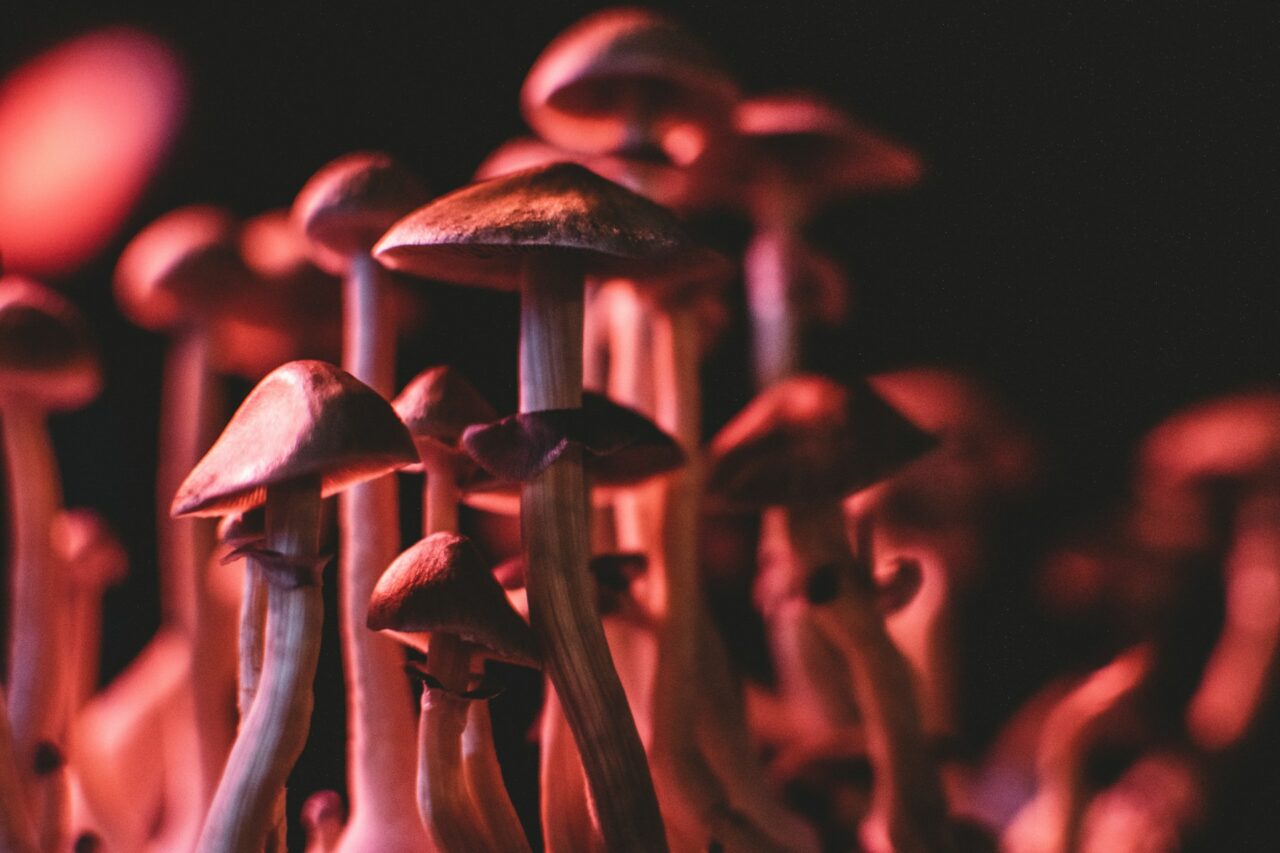 Securing Psychedelics Online: A Guide to Evade Scams